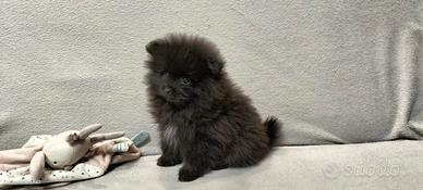 Spitz di pomerania