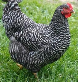 Galline ovaiole Amrock