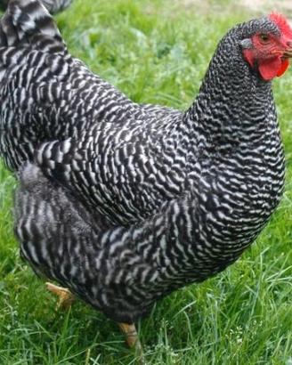 Galline ovaiole Amrock