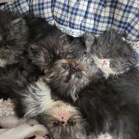 Cuccioli persiani ipertipici