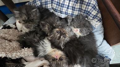 Cuccioli persiani ipertipici