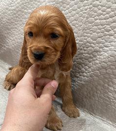 Cuccioli cocker spaniel