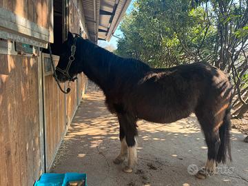 Pony welsh