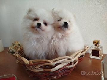 2 spitz Pomerania