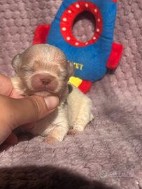 Chihuahua cuccioli pelo lungo