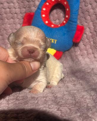 Chihuahua cuccioli pelo lungo