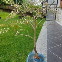 Bonsai glicine bianco