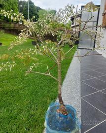 Bonsai glicine bianco