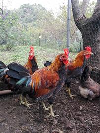 Galli siciliani coronati varie età