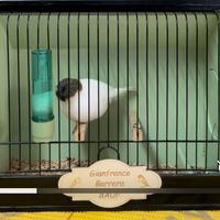 Canarini Gloster 2025