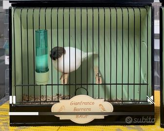 Canarini Gloster 2025