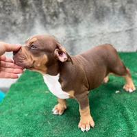 American bully