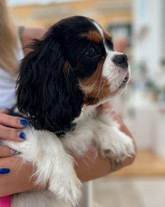 Cucciola di cavalier King Charles spaniel tricolor