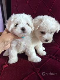 Maltesi maltese
