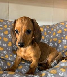 Cuccioli Bassotto taglia nana