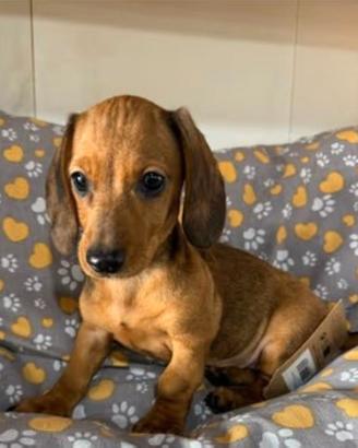 Cuccioli Bassotto taglia nana