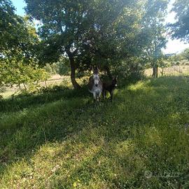 Asina con microchip