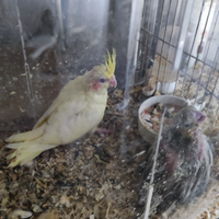 Calopside allevato a mano