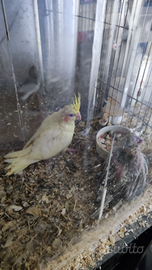 Calopside allevato a mano