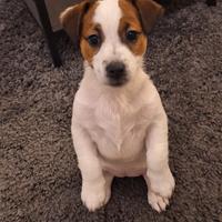 Jack Russell Terrier femmina - 3 mesi