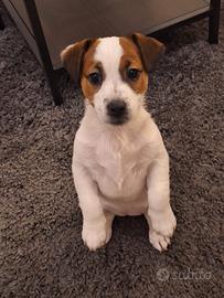 Jack Russell Terrier femmina - 3 mesi