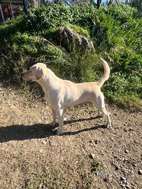 Labrador in ADOZIONE cane femmina