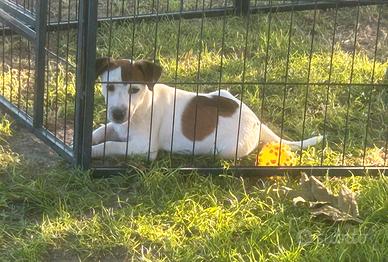 Jack Russell terrier