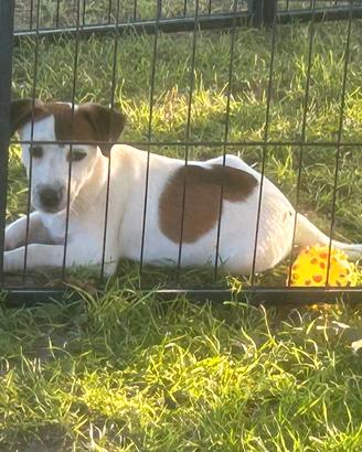 Jack Russell terrier