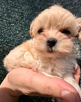 Maltipoo da genitori con pedigree e test genetici