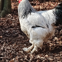 Gallo Brahma columbia