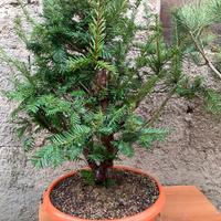Prebonsai Tasso