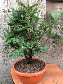 Prebonsai Tasso