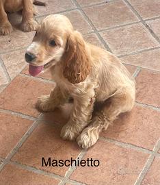 Cocker spaniel maschio