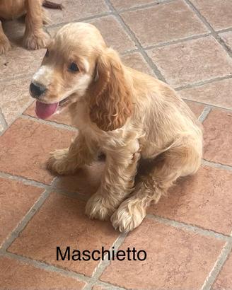 Cocker spaniel maschio