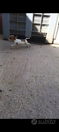 Cucciola beagle x jak russel