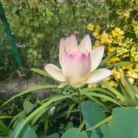 loto 'green maiden'