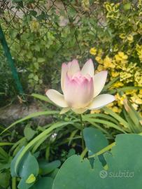loto 'green maiden'