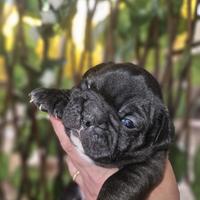 Bulldog Francese nero