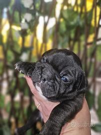 Bulldog Francese nero