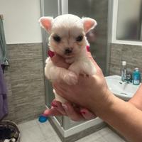 Cucciolo maschio ultimo