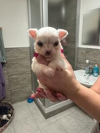 Cucciolo maschio ultimo