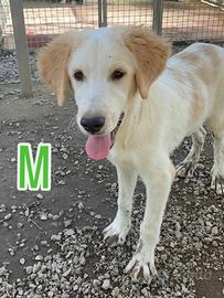 Cucciolo golden retriver mix border collie