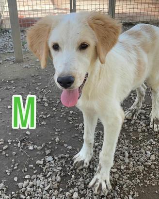 Cucciolo golden retriver mix border collie