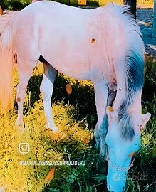 Cavallo arabo