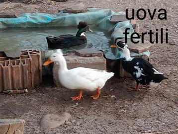 Anatre ciuffate ed olive egger