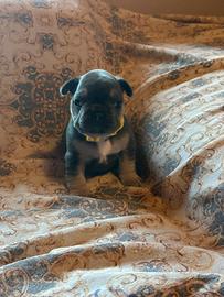Bulldog francese blu tan