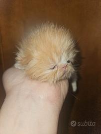 Gatto persiano 1