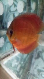 Discus