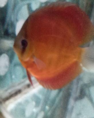 Discus