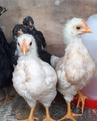 Galline - pulcini